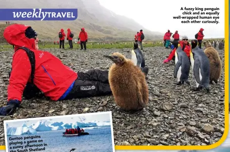  ??  ?? A fuzzy king penguin chick and an equally well-wrapped human eye
each other curiously.