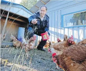  ?? ADRIAN LAM, TIMES COLONIST ?? Chief CRD bylaw officer Don Brown feeds the 10 chickens left on Monday afternoon at the CRD Animal Shelter on the Pat Bay Highway.