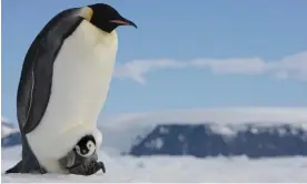  ?? Photograph: Paul Souders/Getty Images ?? An emperor penguin shelters its chick on ice at Snow Hill Island, Antarctica.