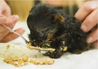  ?? BERNARD WEIL PHOTOS/TORONTO STAR ?? Angel, a Yorkshire terrier born five weeks ago, now eats mashed dog food, graduating from milk in a syringe.