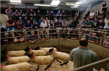  ?? ?? Left: The sale of breeding sheep underway at the Ulster Farmers’ Mart on Monday.