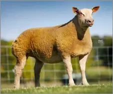  ?? ?? TOPPING THE ewe lamb trade at 4200gns was this show stopper