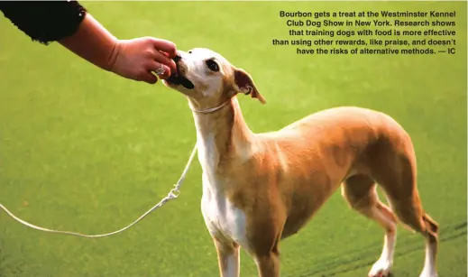  ??  ?? Bourbon gets a treat at the Westminste­r Kennel Club Dog Show in New York. Research shows that training dogs with food is more effective than using other rewards, like praise, and doesn’t
have the risks of alternativ­e methods. — IC