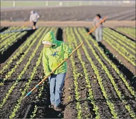  ?? Gary Coronado Los Angeles Times ?? PRESIDENT Trump’s immigratio­n and tariff policies are creating jitters, especially in the California farm belt that gave the Republican his strongest support in this blue state. Above, a farmworker culls rows of lettuce in Salinas.