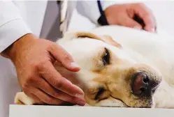  ?? (AdobeStock.com) ?? A highly contagious strain of canine influenza has caused a spate of recent outbreaks across the South.