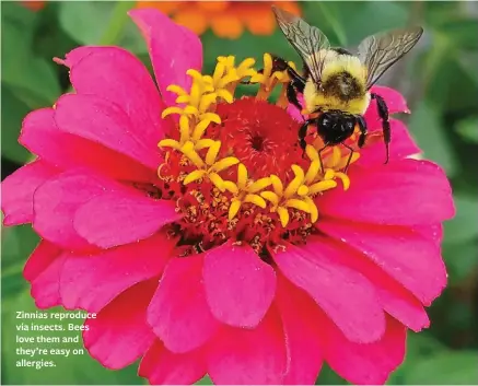  ??  ?? Zinnias reproduce via insects. Bees love them and they’re easy on allergies.