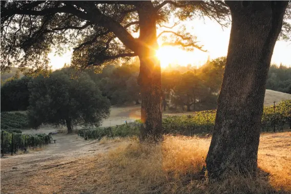  ?? Sarah Rice / Special to The Chronicle 2014 ?? Shake Ridge Ranch in Sutter Creek is one of California’s most remote vineyards, about 1,800 feet up the Sierra foothills, and is highly regarded for its fruit.