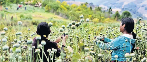  ??  ?? En la región de la Sierra la mitad de sus 100 mil habitantes se dedican al cultivo de la amapola y su economía gira en torno a la venta de goma de opio, pero ésta se encuentra en crisis.