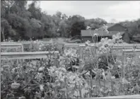  ?? Julia Rendleman/post-gazette photos ?? At Alpha Dahlias in Sewickley Heights, thousands of dahlias are in bloom.