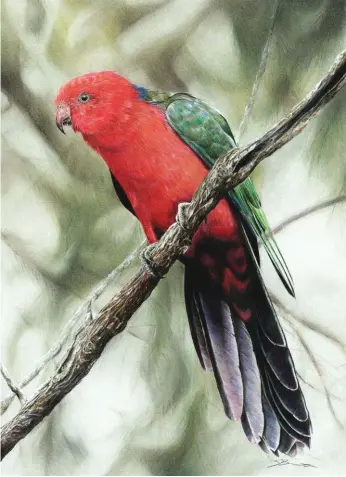  ??  ?? King Parrot, The Admirer, coloured pencil and pastel pencil on paper, 54 x 39 cm (21 x 15")
The Australian Male King Parrot would be one of my favorite parrots; brilliantl­y coloured, conspicuou­s and never failing to impress. My main goal was to really emphasise his sexual dimorphism with red being the dominant colour in the artwork. I wanted him to be instantly recognisab­le by using the Bokeh effect with the background. After using coloured pencils for the background­s, I decided to try pastels and found they are great for this because of their versatilit­y and quicker coverage on larger areas, especially when blending and delicate merging colour transition­s are needed.