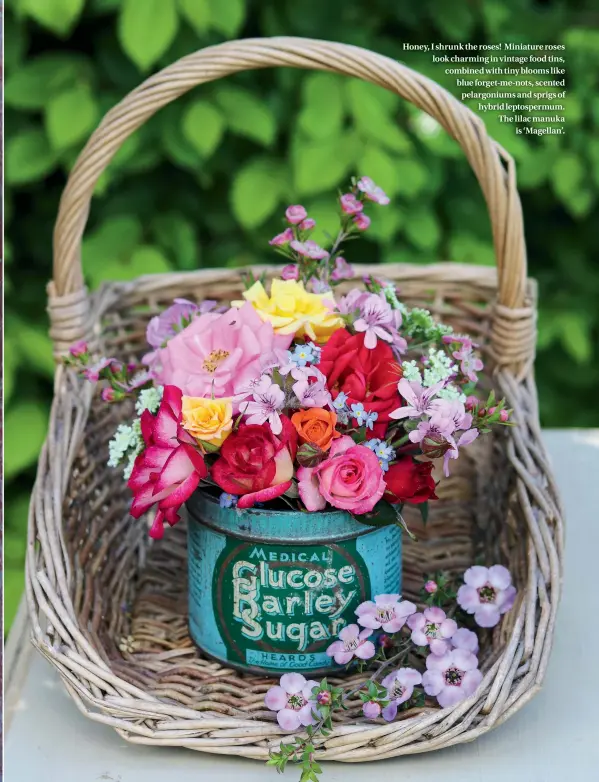  ??  ?? Honey, I shrunk the roses! Miniature roses look charming in vintage food tins, combined with tiny blooms like blue forget-me-nots, scented pelargoniu­ms and sprigs of hybrid leptosperm­um. The lilac manuka is ‘Magellan’.