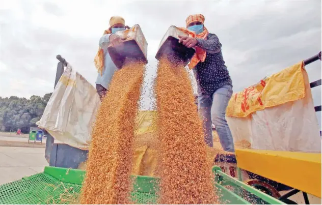  ?? Reuters ?? ↑
Labourers shift wheat crop from a trolley to remove dust from the crop at a grain market in Chandigarh, India.