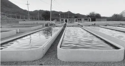  ?? EL DEBATE ?? >Las crías ya están listas para ser sembradas en el embalse de la presa.