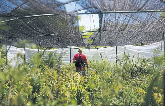  ?? Silvana colombo ?? El vivero de la Reserva Ecológica Costanera Sur, uno de los centros de cultivo de plantas nativas