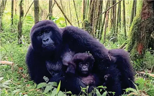  ??  ?? Magical sight: A mountain gorilla and infant relaxing among the trees at Rwanda’s Volcanoes National Park