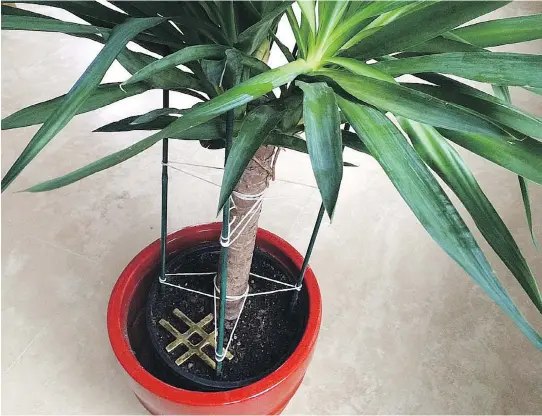  ?? ADRIAN HIGGINS/WASHINGTON POST ?? This dracaena was replanted to a pot within a pot and is secured by a framework of bamboo canes supporting the plant until it can grow anchoring roots.