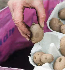  ??  ?? Egg boxes are great for holding potatoes in position for chitting