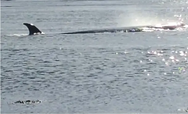  ??  ?? GIANT VISITOR: Sisters Agathe and Sidonie filmed the sei whale and managed to capture its blow which helped experts identify the species.