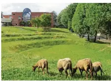  ??  ?? Depuis jeudi après-midi, quatre moutons solognots sont installés au théâtre de verdure à Villepreux.