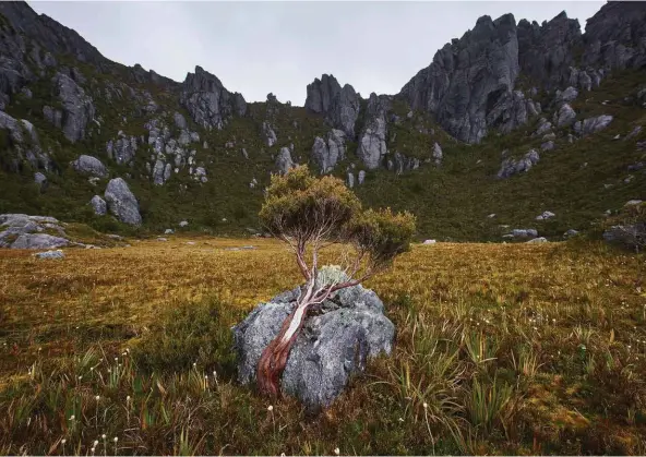  ??  ?? With Lake Oberon regarded as one of Australia’s best views and one of the Western Arthurs’ most photograph­ed features, the campsite servicing the area can get busy. But, as this stunted shrub growing nearby shows, it’s exposed to harsh winds.