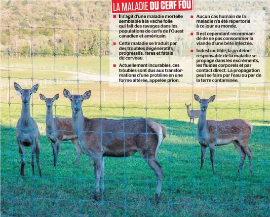  ?? PHOTO D’ARCHIVES ?? Le troupeau de cerfs rouges de Harpur Farms à Grenville-sur-la-rouge, dans les Laurentide­s, a presque entièremen­t été éliminé.