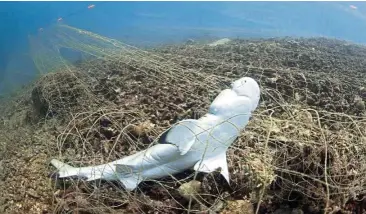  ??  ?? A reef shark killed in 2016 by a fishing net inside the Tunku Abdul Rahman Park off Kota Kinabalu. More enforcemen­t of marine park rules is needed. — Filepic