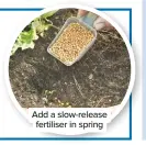  ??  ?? Add a slow-release fertiliser in spring