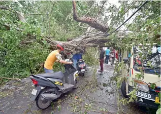  ?? — PTI ?? A scooterist tries to pass under an uprooted tree lying across a road in Kolkata on Thursday in the aftermath of cyclone Amphan.