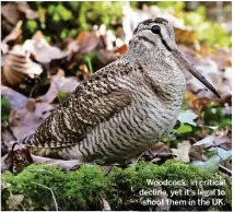  ??  ?? Woodcock: in critical decline, yet it’s legal to shoot them in the UK.