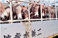  ??  ?? Donkeys being transporte­d to market in China where population­s have plummeted
