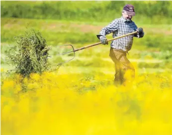  ?? FOTO: THOMAS WARNACK/ DPA ?? Ein Landwirt wendet auf einer Wiese bei Riedlingen frisch gemähtes Gras. Wofür Landwirte nach 2020 noch subvention­iert werden, ist Thema auf dem Bauerntag in Berlin.