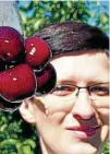  ?? FOTO: ANDREAS SCHOTT ?? Kirschener­nte im Obstgut Triebe