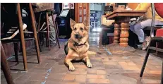  ?? FOTO: CLAUDIA HAUSER ?? Schäferhun­d-Mischling Balou liegt noch einmal an seinem gewohnten Platz: mitten im Kneipen-Getummel.