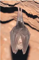  ?? / Foto: Roberto Valenti ?? Jamarji, ki se podajajo v kraške jame v kanjonu Glinščice, morajo paziti na zaščitene netopirje.