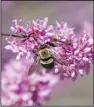  ?? (TNS/Dreamstime/
Elise V Pearlstine) ?? Bees and other pollinator­s will benefit from spring garden spruce-up practices that take their habitat into considerat­ion.