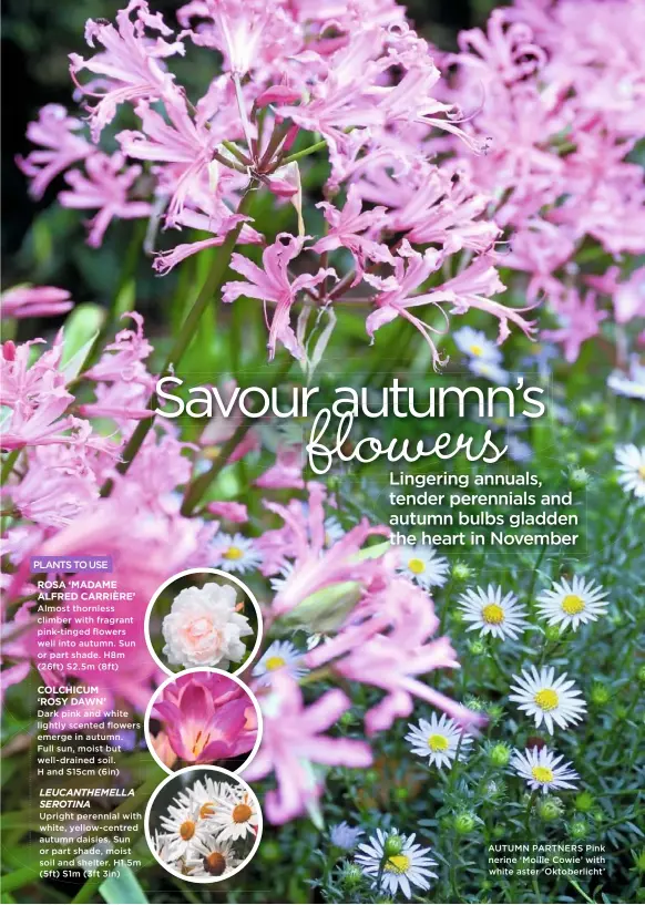  ??  ?? 22 AUTUMN PARTNERS Pink nerine ‘Mollie Cowie’ with white aster ‘Oktoberlic­ht’