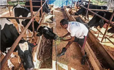  ??  ?? Cattle aplenty: A worker (left) tending to cows in a shed and (right) while another employee checks a tank at the Irman milk factory in the outskirts of Mogadishu. — AFP