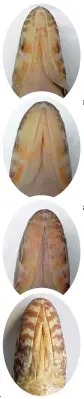  ??  ?? Vista inferior de las cabezas de (arriba hacia abajo) Hoplias australis y lacerdae con ramas en forma de “U”; argentinen­sis, misionera y mbigua (con mandíbulas en “V” o “Y”).