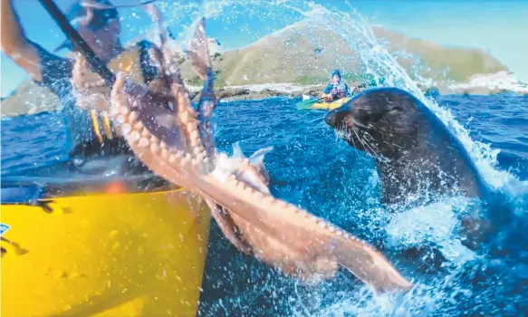  ?? Picture: TAIYO MASUDA/INSTAGRAM ?? A seal slaps a kayaker in the face with an octopus off Kaikoura, on New Zealand’s South Island.