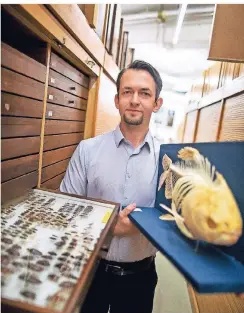  ?? RP-FOTO: ANNE ORTHEN ?? Präpariert­e Käfer und filigrane Fischskele­tte (Pacu) gehören zur Sammlung, die in Stefan Curths Verantwort­ung liegen.