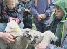  ??  ?? The children waited for their turn to have a cuddle with a lamb