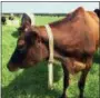  ?? THE ASSOCIATED PRESS ?? A cow stands in a pasture on Seven Oaks Dairy in Waynesboro, Ga. On the cow’s neck is a device called IDA.