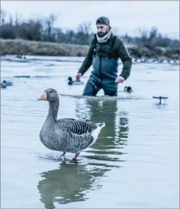  ??  ?? Les prélèvemen­ts d’oies cendrées des chasseurs français représente­nt environ 3 % du total européen.