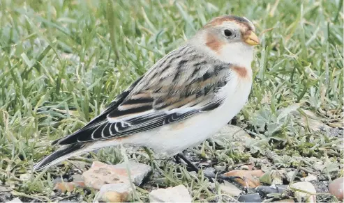  ??  ?? “I was lucky enough to see this Snow Bunting on Goring beach,” says Diana Adams of Hide Gardens, Rustington