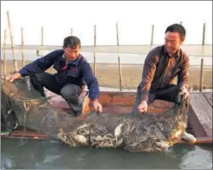  ??  ?? Local fishermen haul the season’s first catch of crabs from Yangcheng Lake on Sept 23.