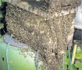  ??  ?? Pictured are the bees that took over one of Alan’s spare hives.