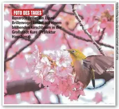  ?? ?? FOTO DES TAGES
Rosarote Brille: Ein JapanBrill­envogel landet auf einem blühenden Kirschbaum in der Großstadt Kure (Präfektur Hiroshima).