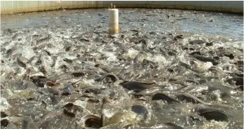  ??  ?? For producers to be able to maintain ideal quality conditions, they must understand the physical and chemical components contributi­ng to good fish production