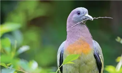  ??  ?? A male pink-necked green-pigeon perches on a branch, grasping a twig in its handsome beak. Photograph: YAY Media AS/Alamy