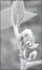  ?? ?? Pictured to the right is a soybean plant in bloom. Image courtesy of Soil Crop And More.